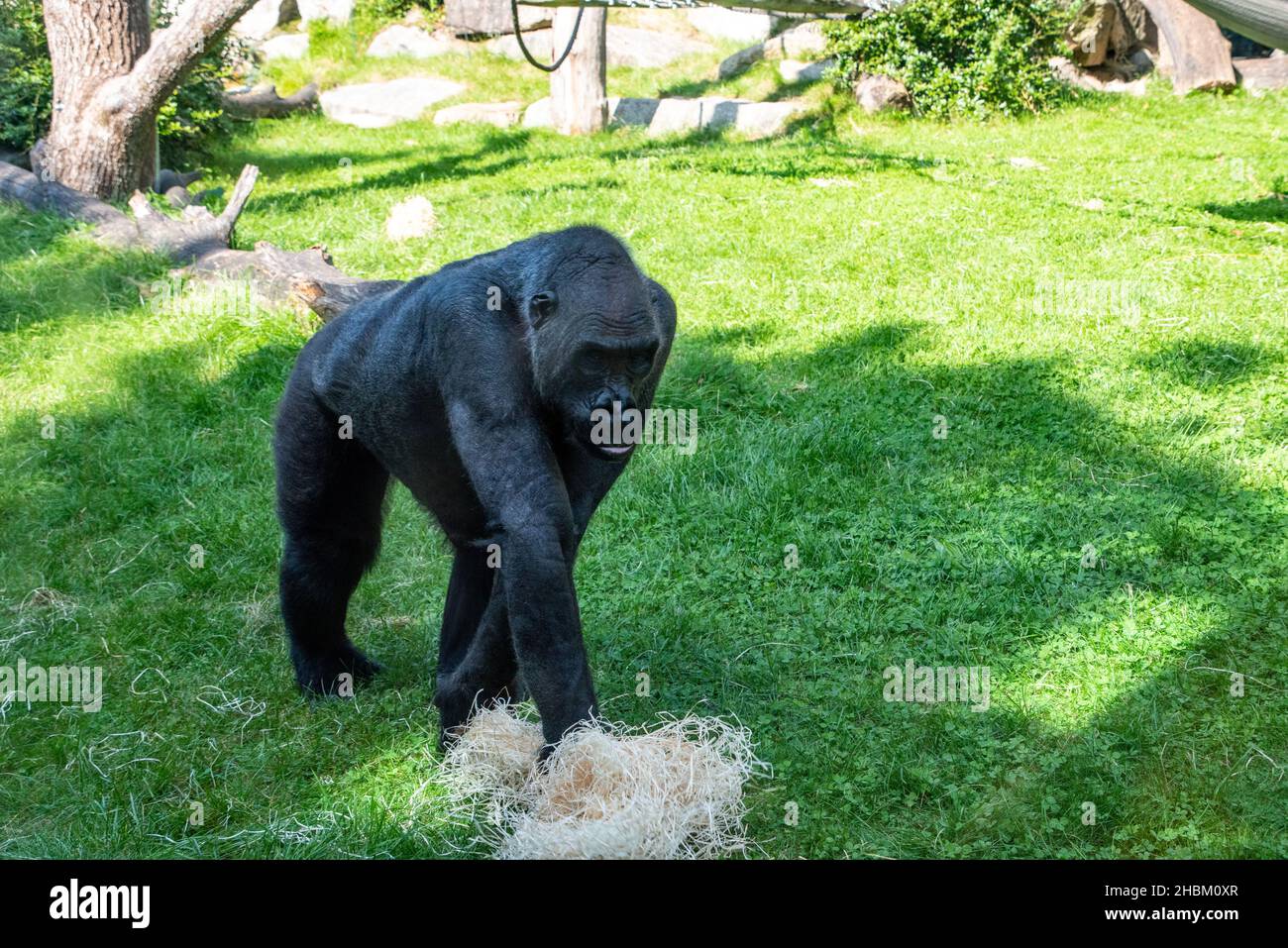 Bella Gorilla con un'affascinante espressione intelligente nello Zoo Hellabrunn di Monaco, Germania Foto Stock