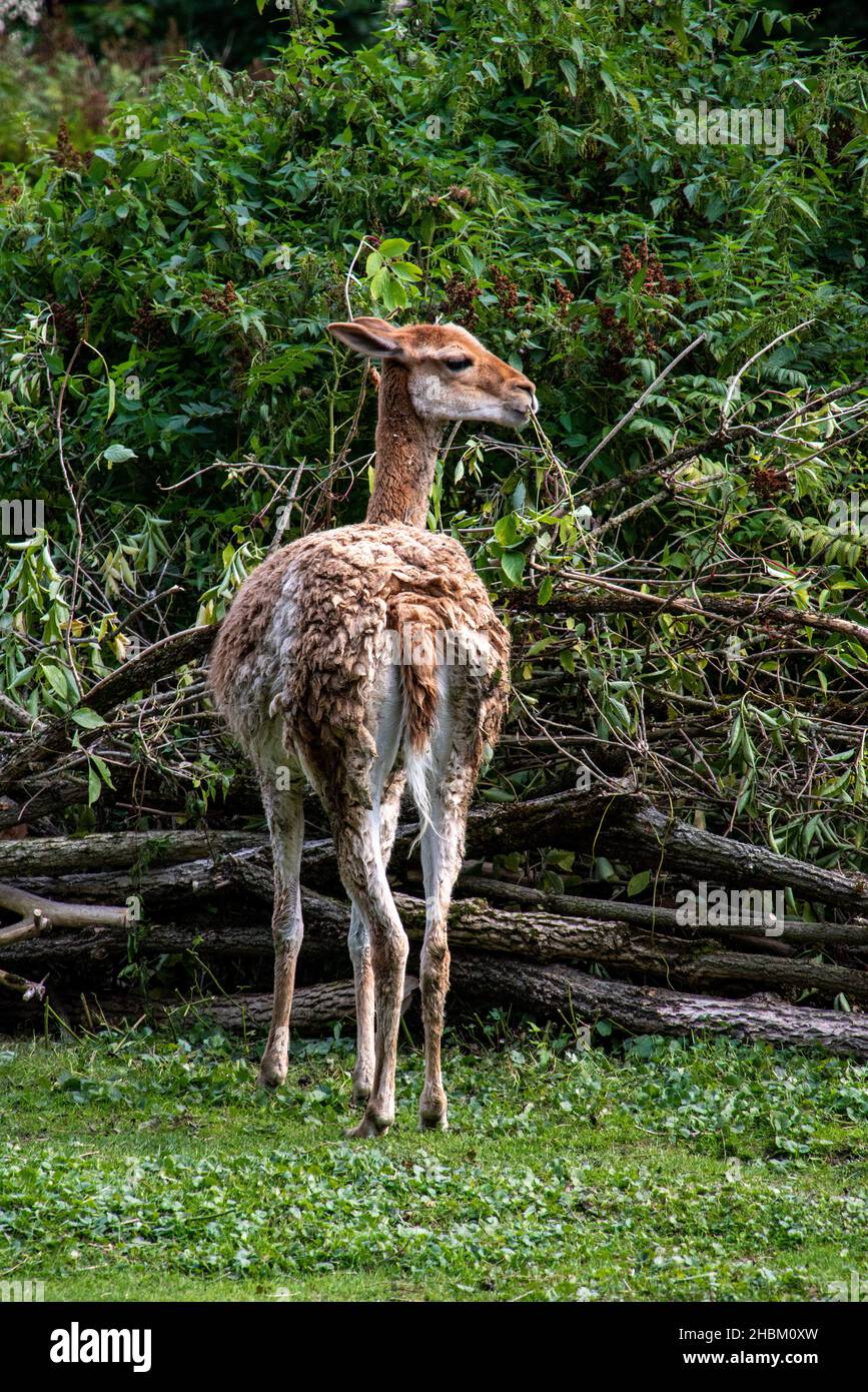 Retro e profilo di un alpaca nello zoo Hellabrunn di Monaco, Germania Foto Stock