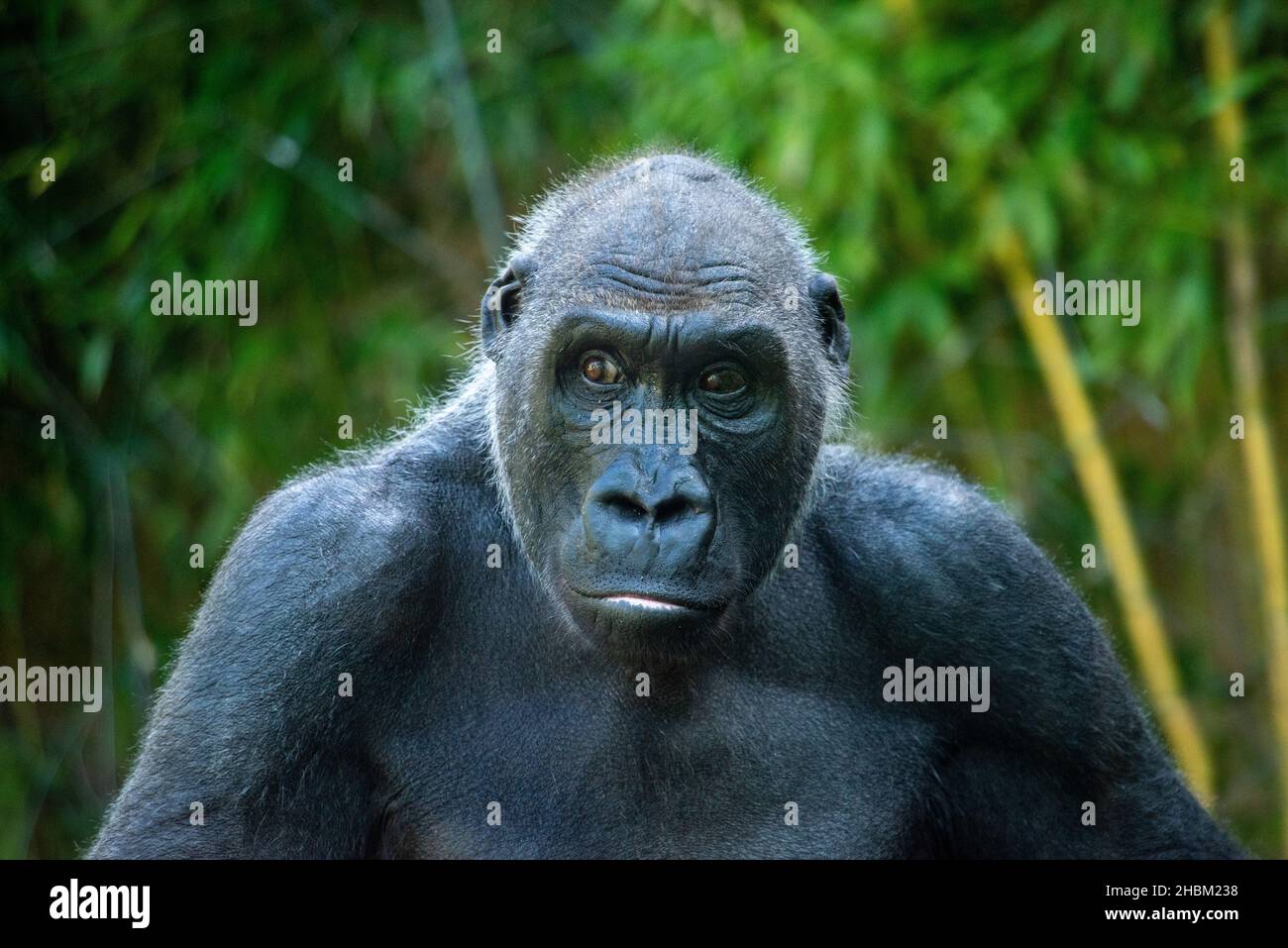 Bella Gorilla con un'affascinante espressione intelligente nello Zoo Hellabrunn di Monaco, Germania Foto Stock