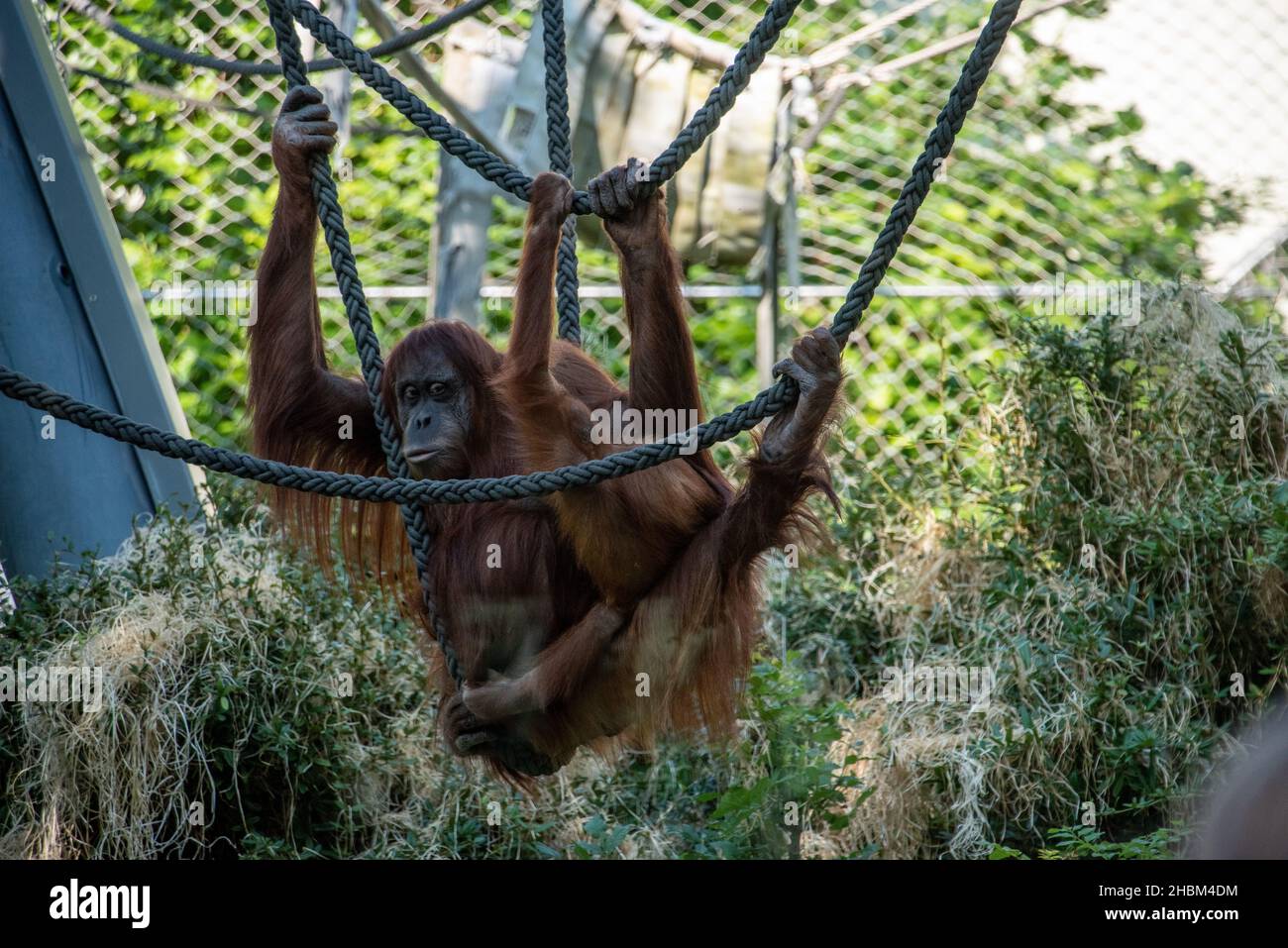 Bella Orangutans nello zoo Hellabrunn a Monaco, Germania Foto Stock