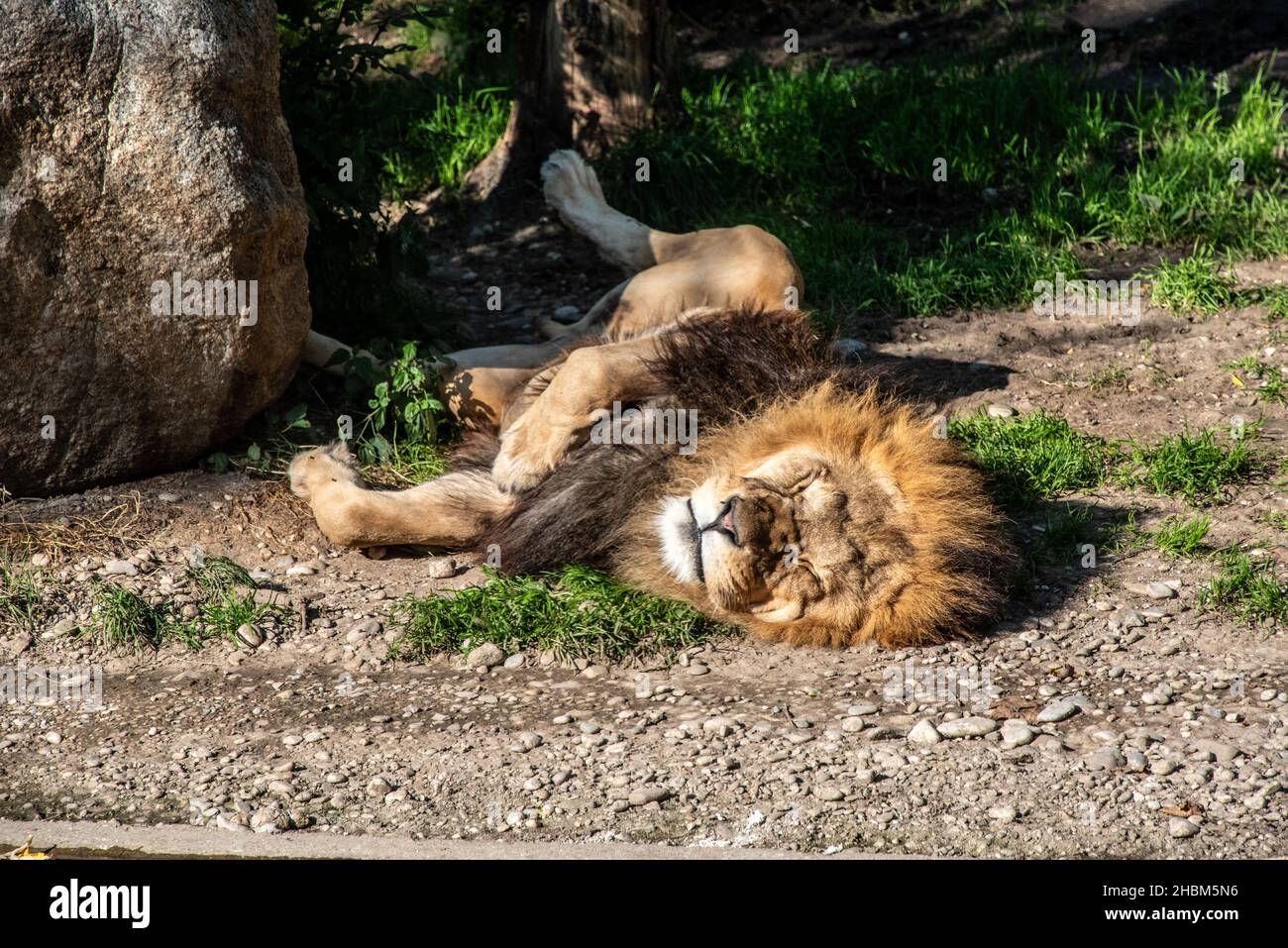 Leone che dorme tranquillamente al sole, Hellabrunn zoo a Monaco, Germania Foto Stock