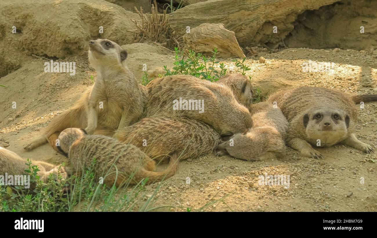 mob di meerkat suricati che riposano insieme nel loro territorio. Specie Suricata suricatta della famiglia Herpestidae, genere Suricata. Vivere in Foto Stock