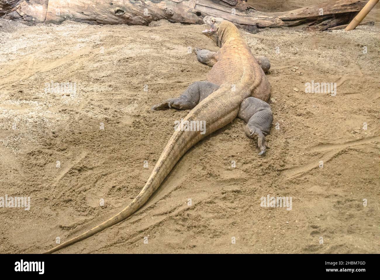 La lucertola più grande del mondo: Il drago Komodo dalle isole indonesiane e dall'Australia. Monitor Komodo con morso velenoso. Varanus komodoensis specie. Foto Stock