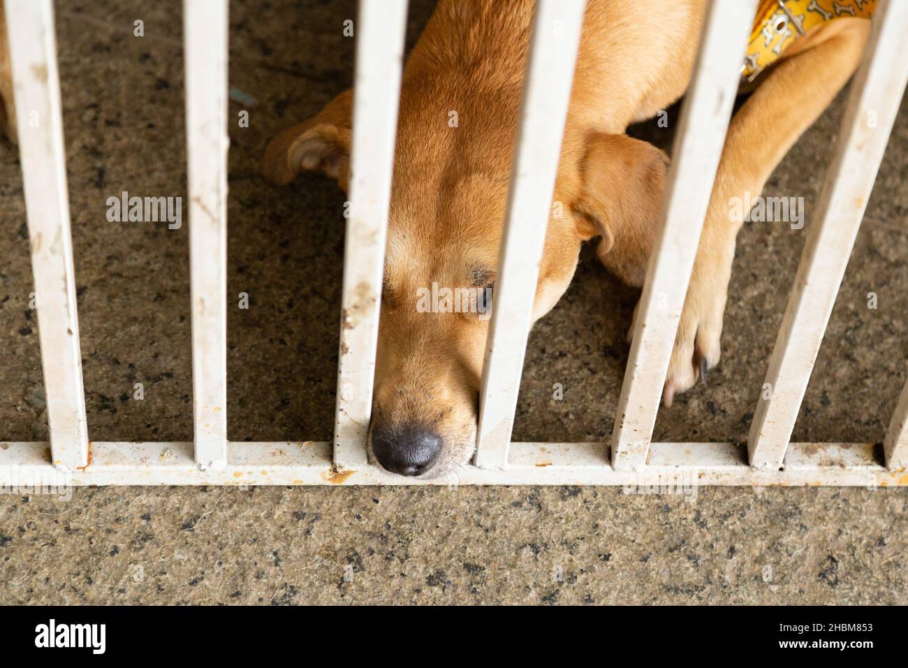 Goiânia, Goias, Brasile – 18 dicembre 2021: Triste cane caramello, muso fuori dalla penna, in una fiera di adozione animale. Evento ideato da un rifugio per aband Foto Stock