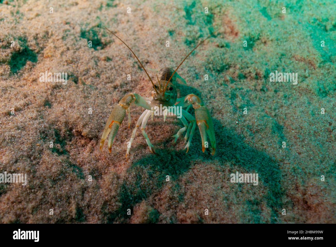 Gamberi di Northern Clearwater, Orconectes propinquus nel lago superiore Foto Stock