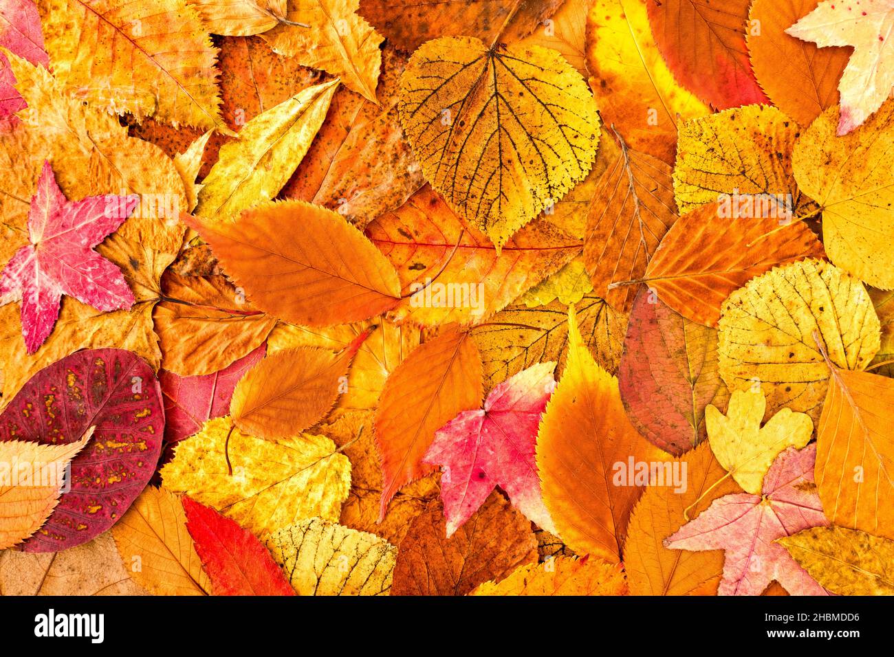 Brillante, vivace e allegro sfondo delle foglie autunnali con una varietà di foglie naturali nei colori arancione, marrone, giallo, rosso, viola e magenta. Top vi Foto Stock