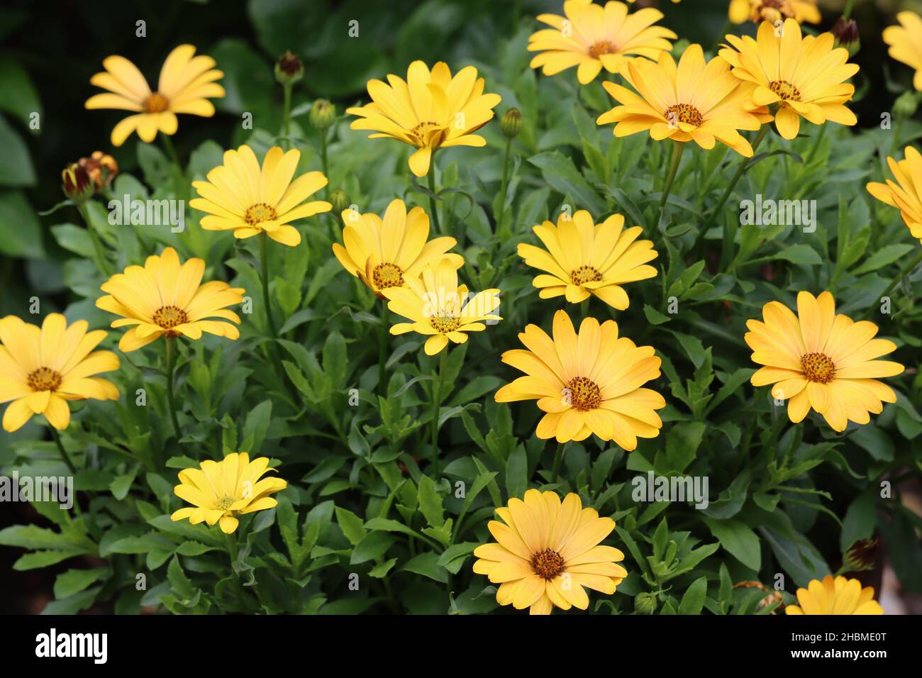 foto di bellissimi fiori gialli di osteosperma in un letto di fiori Foto Stock