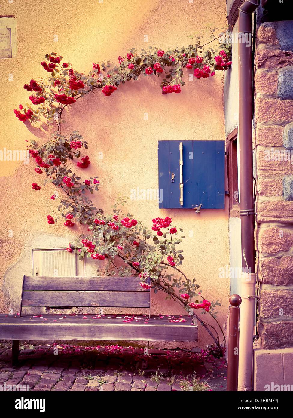Panca di legno invecchiata posta contro l'edificio sotto ramo curvo con fiori rossi striscianti sul muro in Provenza Foto Stock