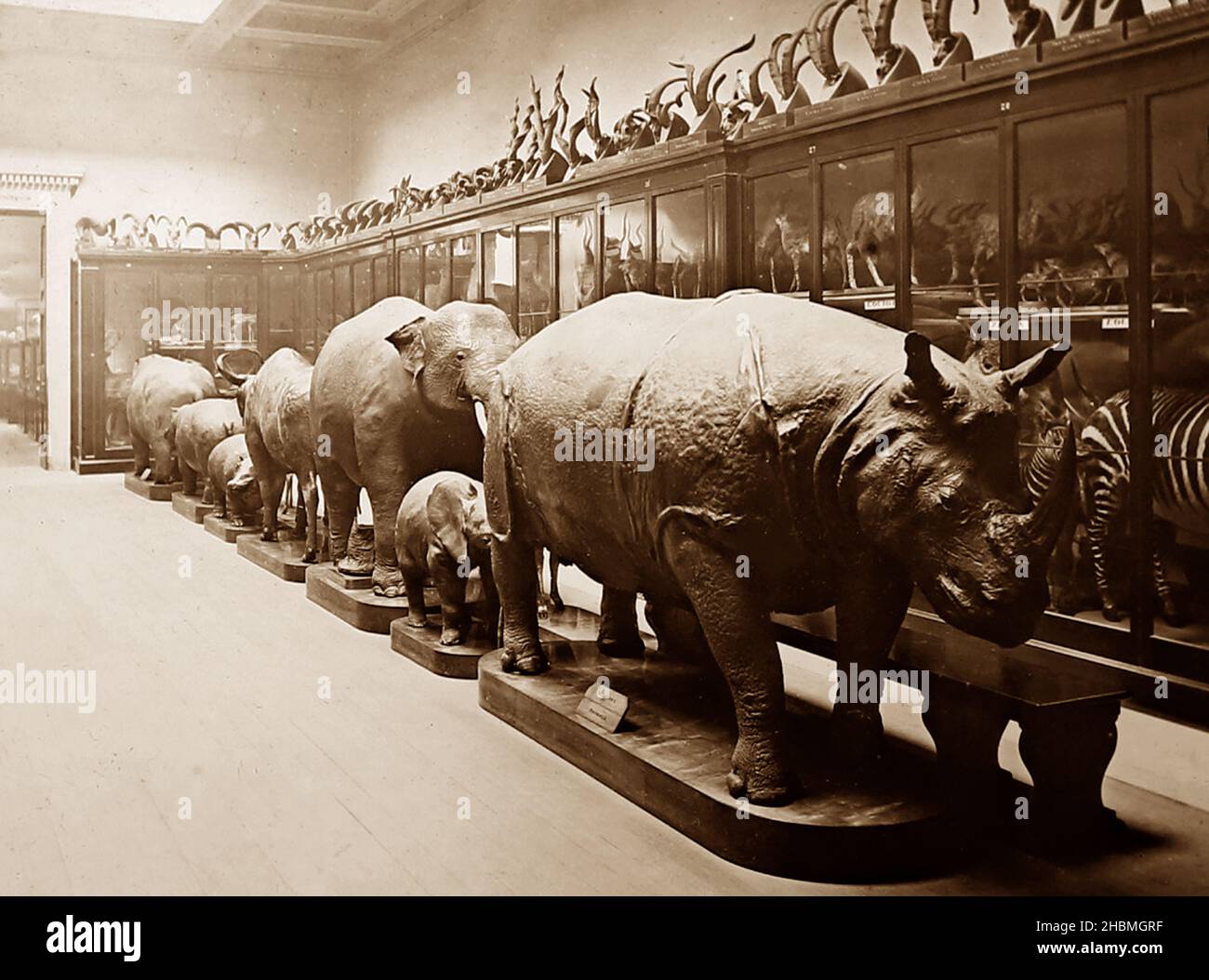 Elefanti / Rhinoceros, British Museum, periodo vittoriano Foto Stock