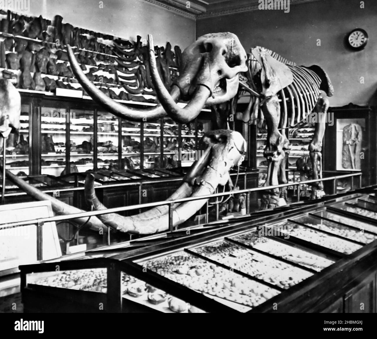 Mastodon, British Museum, periodo vittoriano Foto Stock