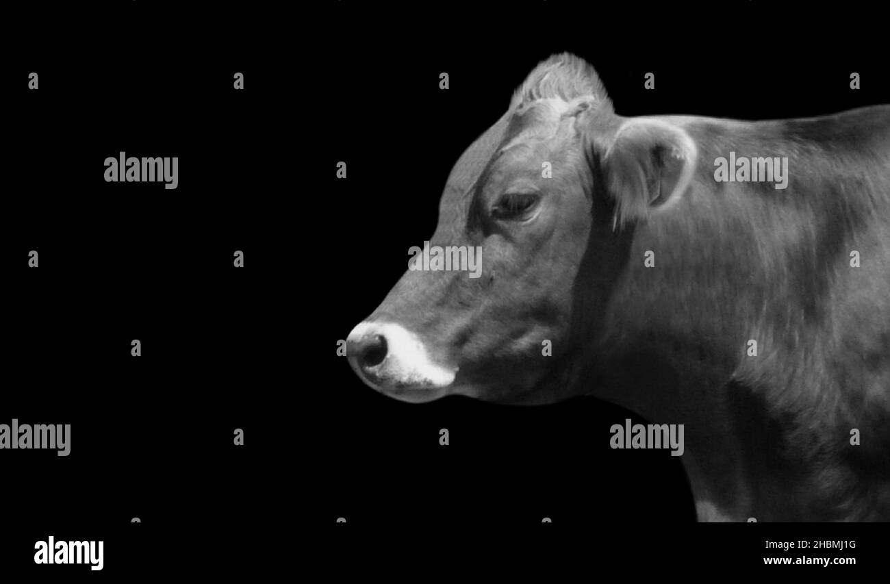 Faccia della cute della mucca sullo sfondo scuro Foto Stock