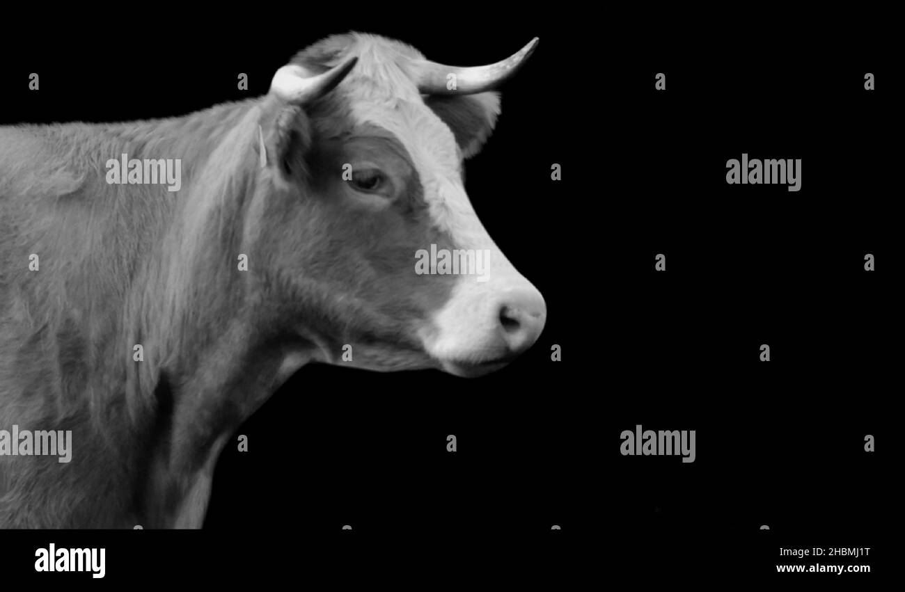 Faccia della mucca del Corno grande sullo sfondo nero Foto Stock