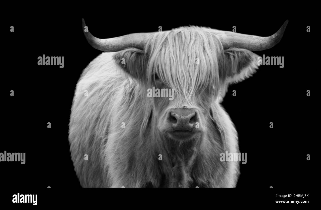 Bella mucca delle Highland sullo sfondo nero Foto Stock