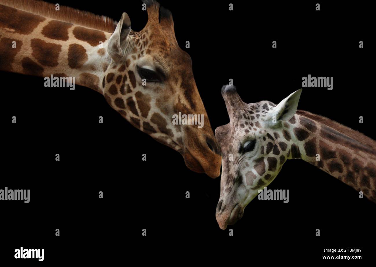 la giraffa del bambino ama la sua madre Foto Stock