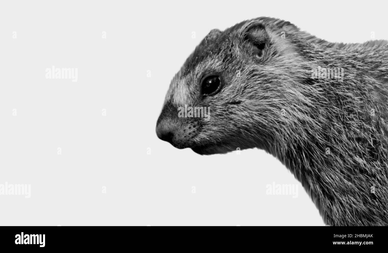 Cute faccia di Closeup Groundhog piccolo sullo sfondo bianco Foto Stock