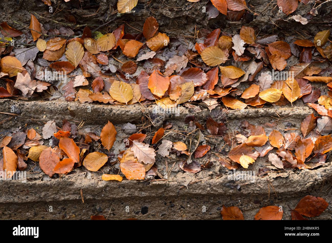 Foglie su terreno fangoso foresta durante l'autunno, vista direttamente dall'alto Foto Stock