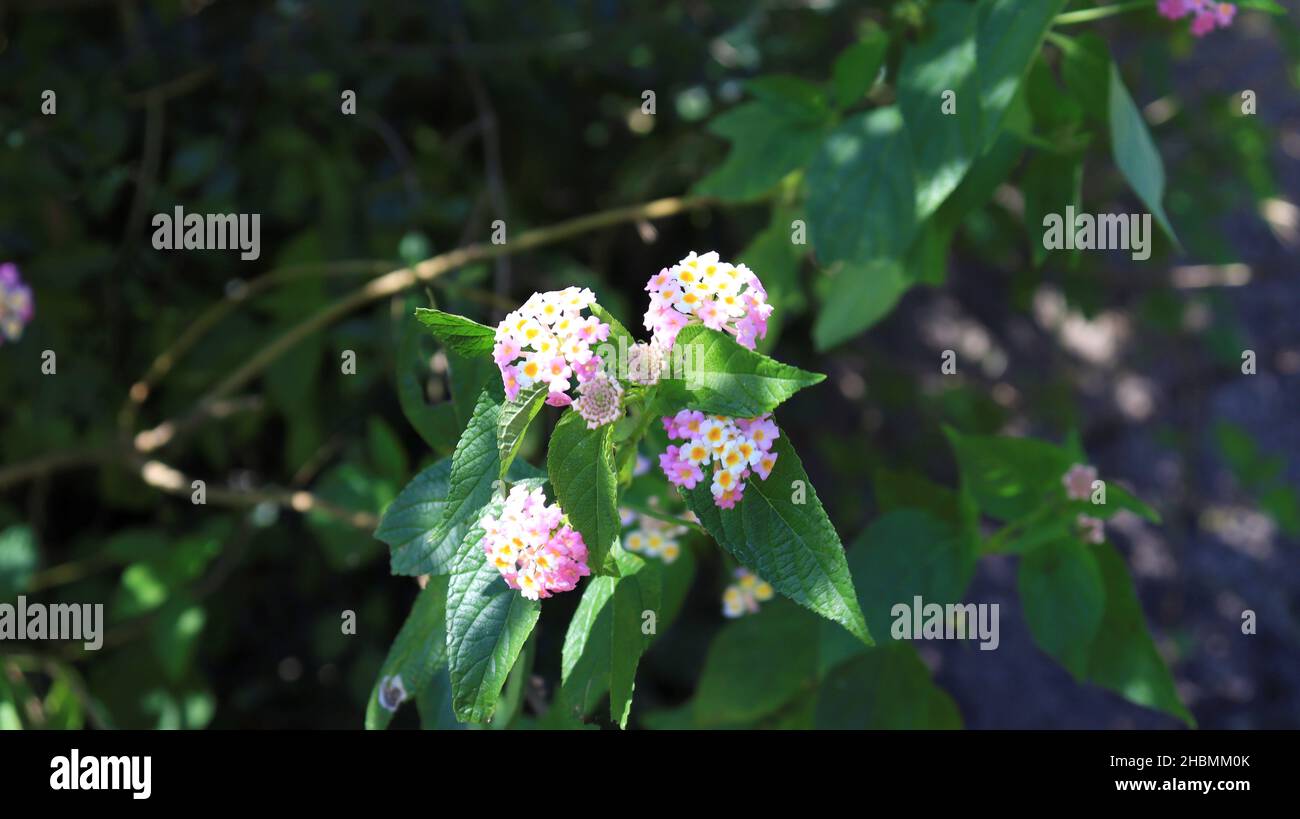 west indian Lantana Camara o Spanish FlowerClustered fiori su bella pianta. Su sfondo sfocato. Foto Stock