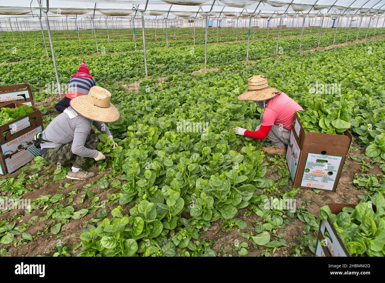 Lavoratori ispanici che raccolgono e confezionano Malabar Spinach (Rau Mong Toi) 'Basella Alba' in serra, verdure asiatiche. Foto Stock