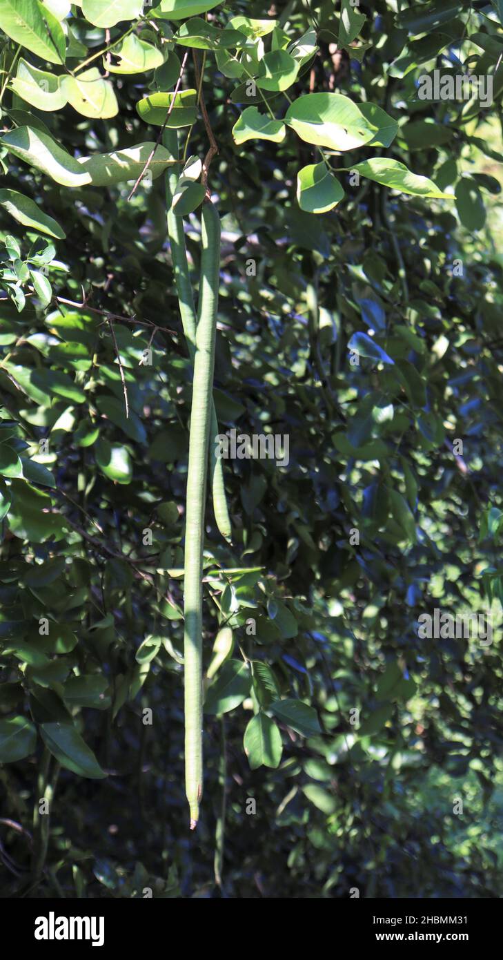 Frutta della giungla Pod. Slanciati con gli sfondi verdi.(Cassia sieberiana) Foto Stock