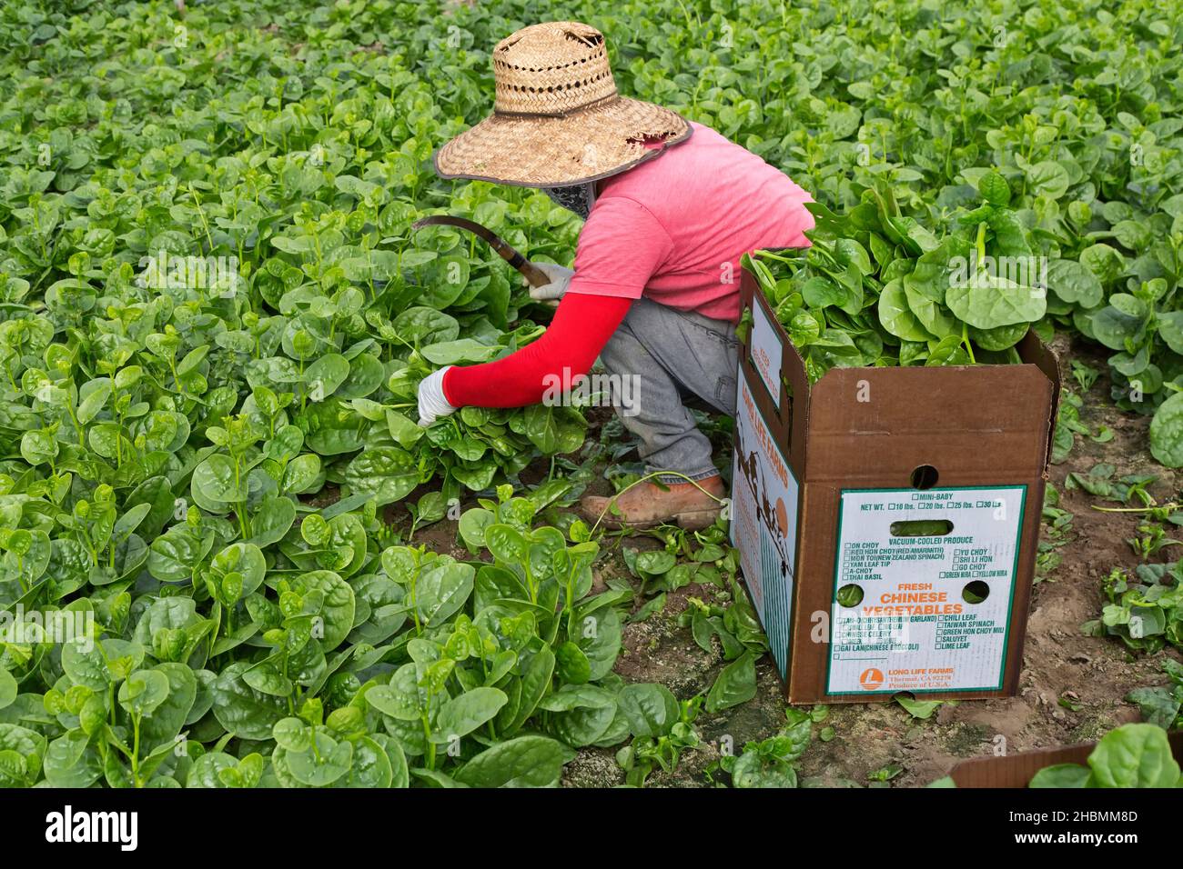 Lavoratore ispanico raccolta e imballaggio Malabar Spinach (Rau Mong Toi) 'Basella Alba' in serra, verdure asiatiche. Foto Stock