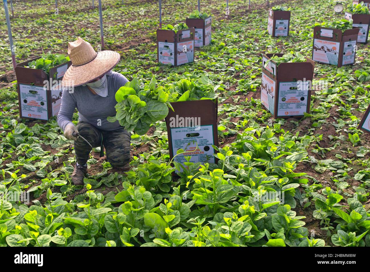 Lavoratore ispanico raccolta e imballaggio Malabar Spinach (Rau Mong Toi) 'Basella Alba' coltivazione in serra, verdura asiatica. Foto Stock