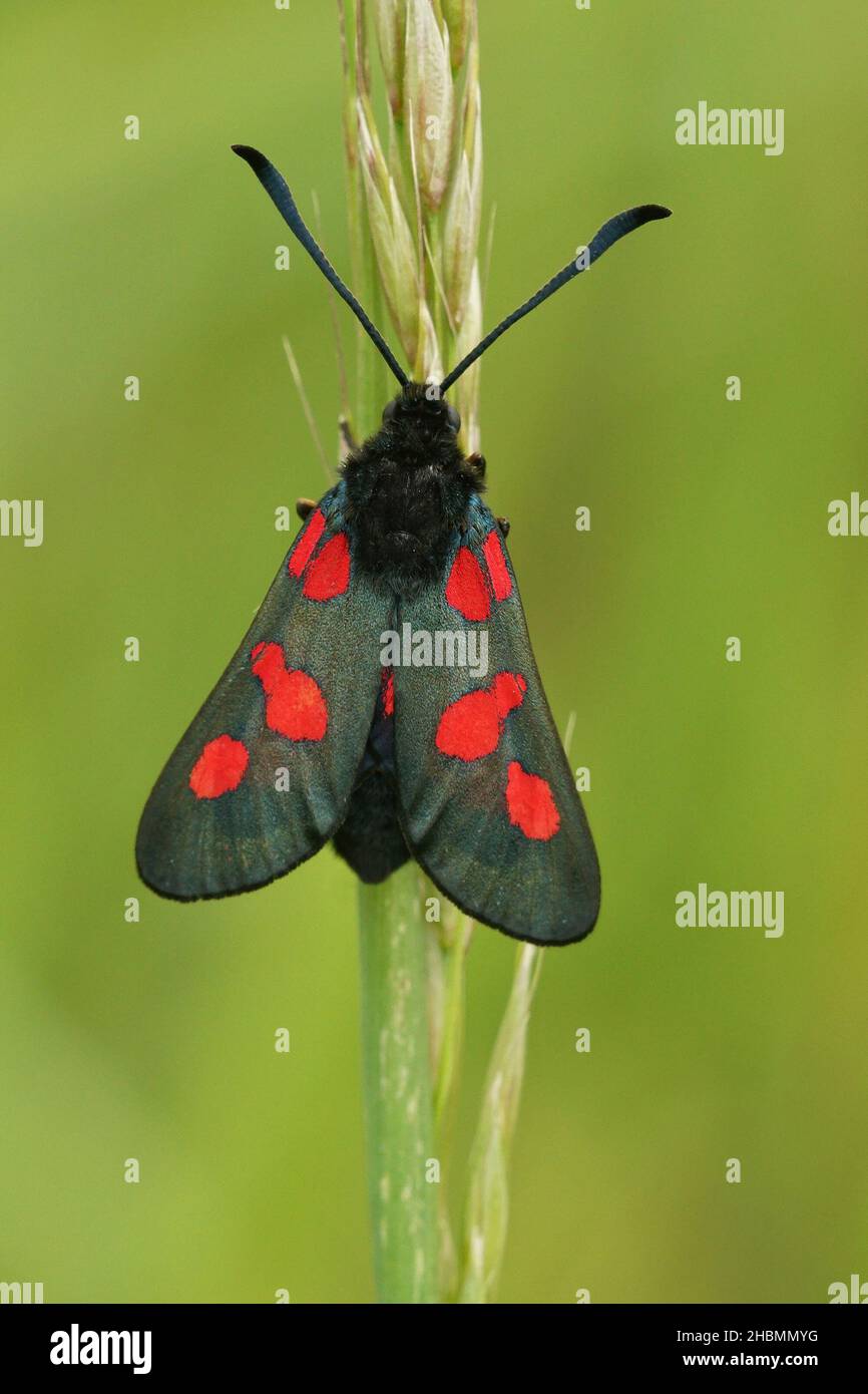 Primo piano del colorato diurnal a sei punti burnett moth , Zygaena filipendulae Foto Stock