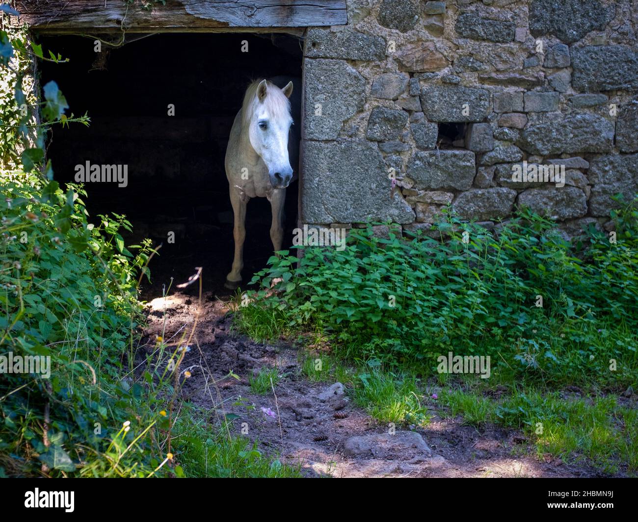 Un cavallo bianco solitario che guarda triste, in piedi all'ingresso della sua stalla, preso nel sud-ovest della Francia Foto Stock