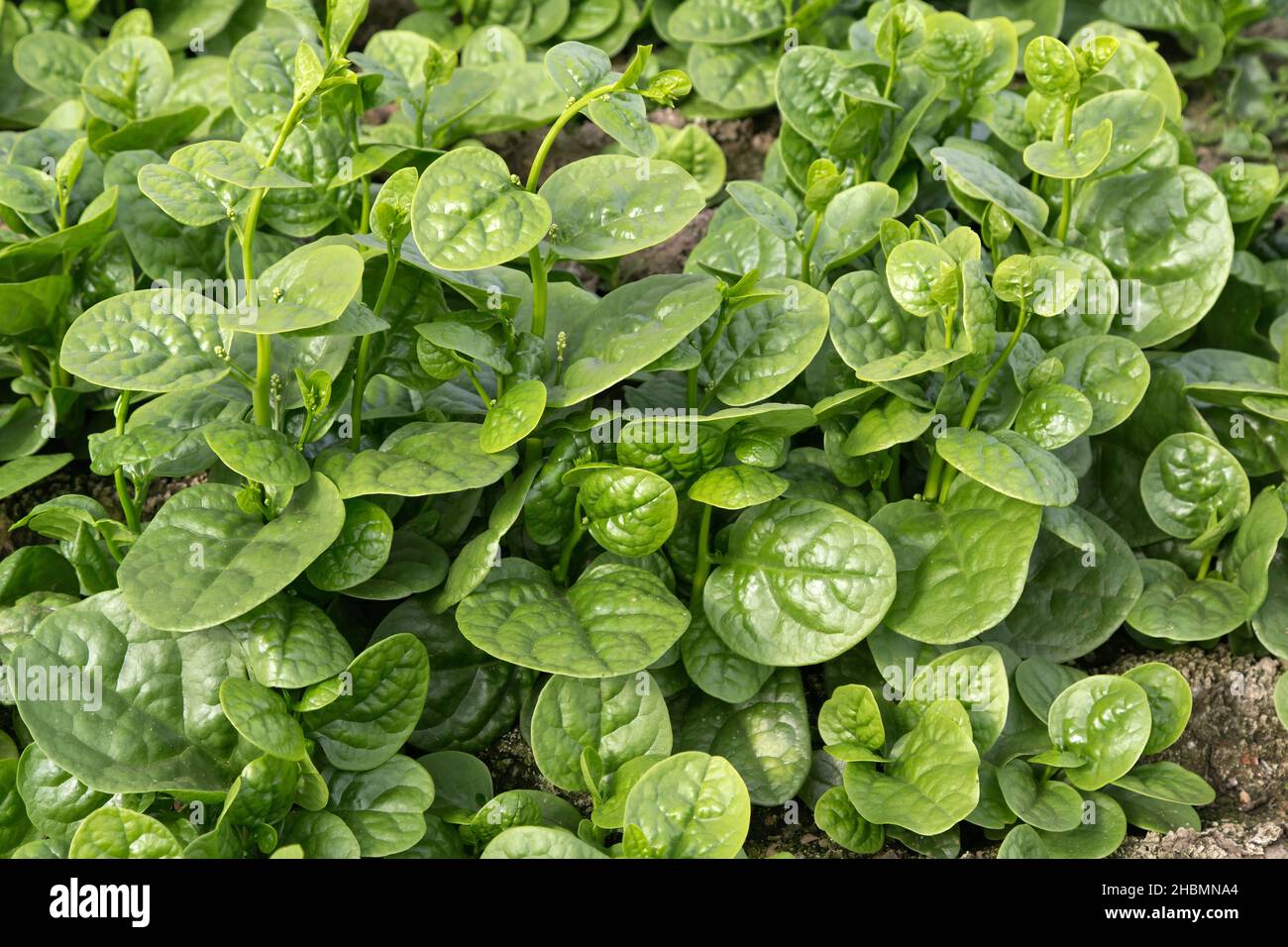 Rau Mong Toi, Malabar Spinach 'Basella Alba' coltivando in serra, ortaggi asiatici. Foto Stock