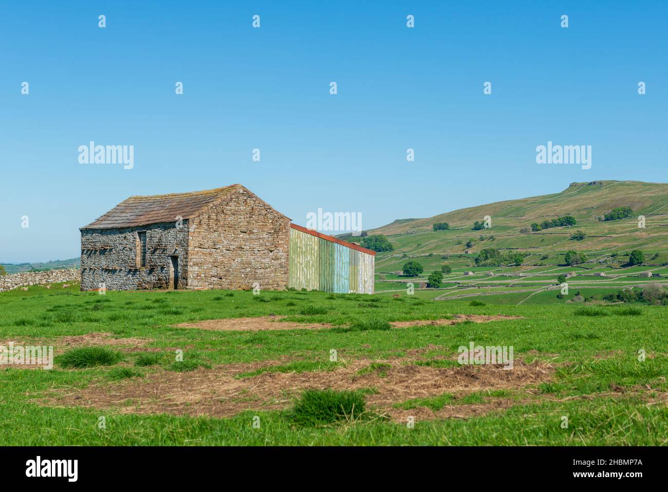 Vista estiva di un tipico fienile Yorkshire Dales Field e due agnelli vicino Hawes, Wensleydale, Yorkshire Dales Foto Stock