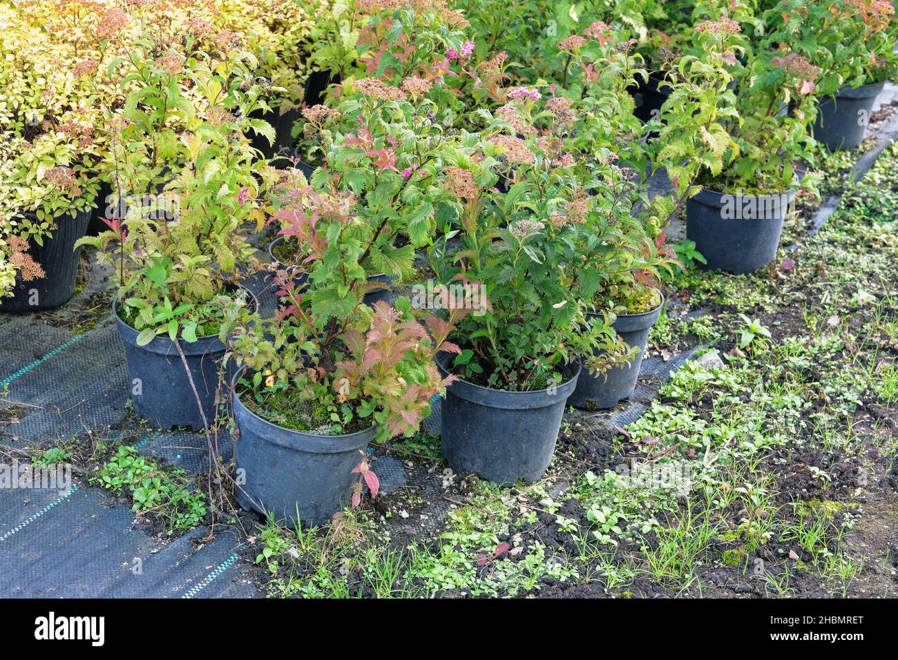 Negozio in giardino. Piantine di piante diverse in pentole in deposito giardino. Vivaio di piante per giardinaggio. Foto Stock