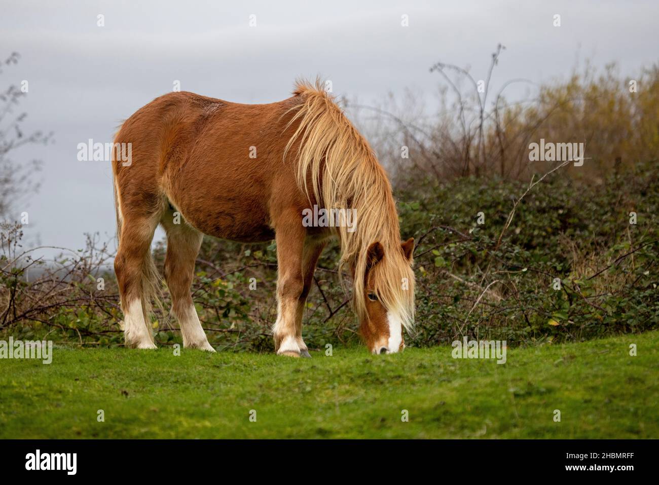 Un pony selvaggio pascolo sulle rive del Conwy Estuary, Galles del Nord Foto Stock