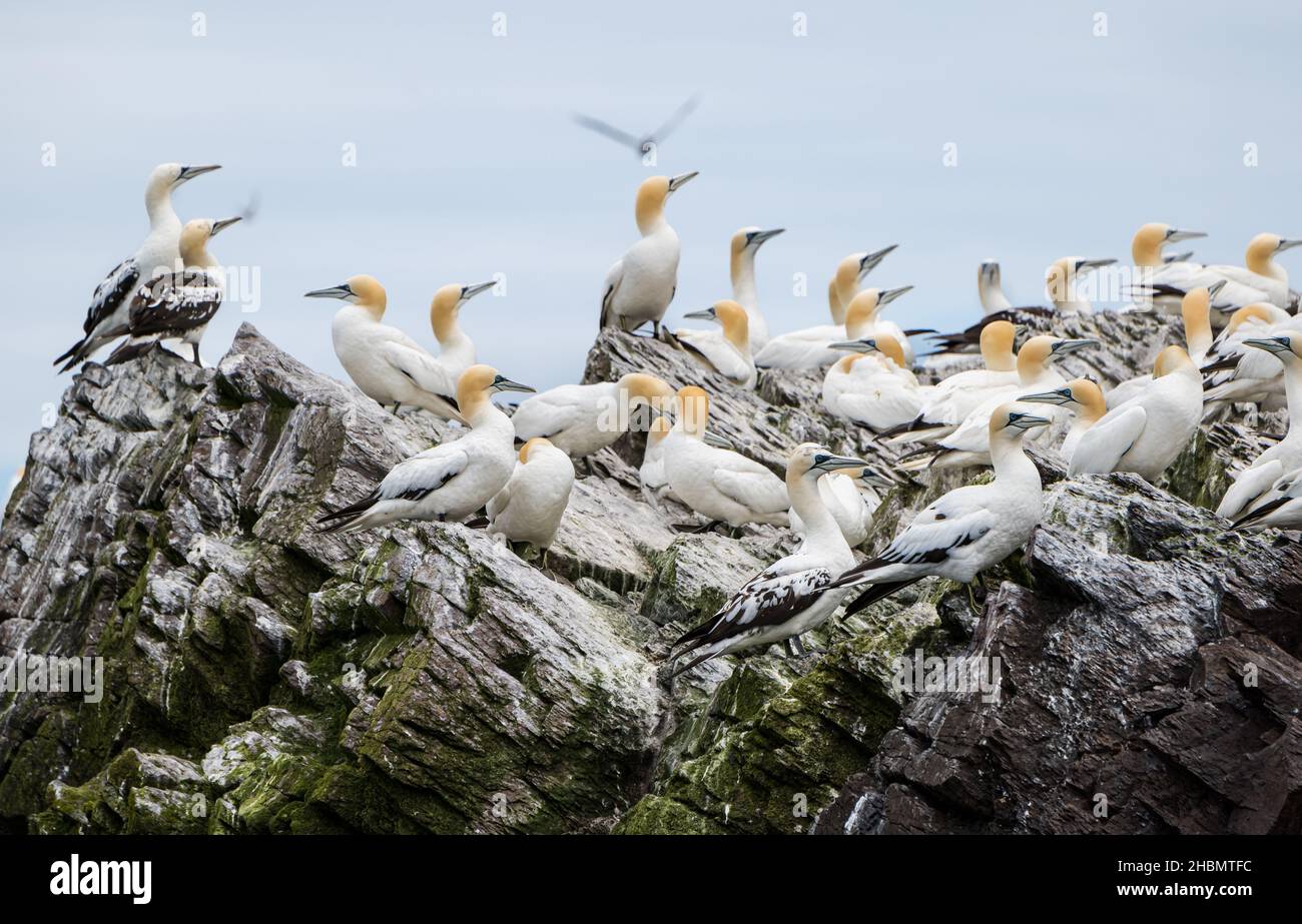 Northern Gannets (Morus fagannanus) su una sporgenza rocciosa, Bass Rock, Scozia, Regno Unito Foto Stock