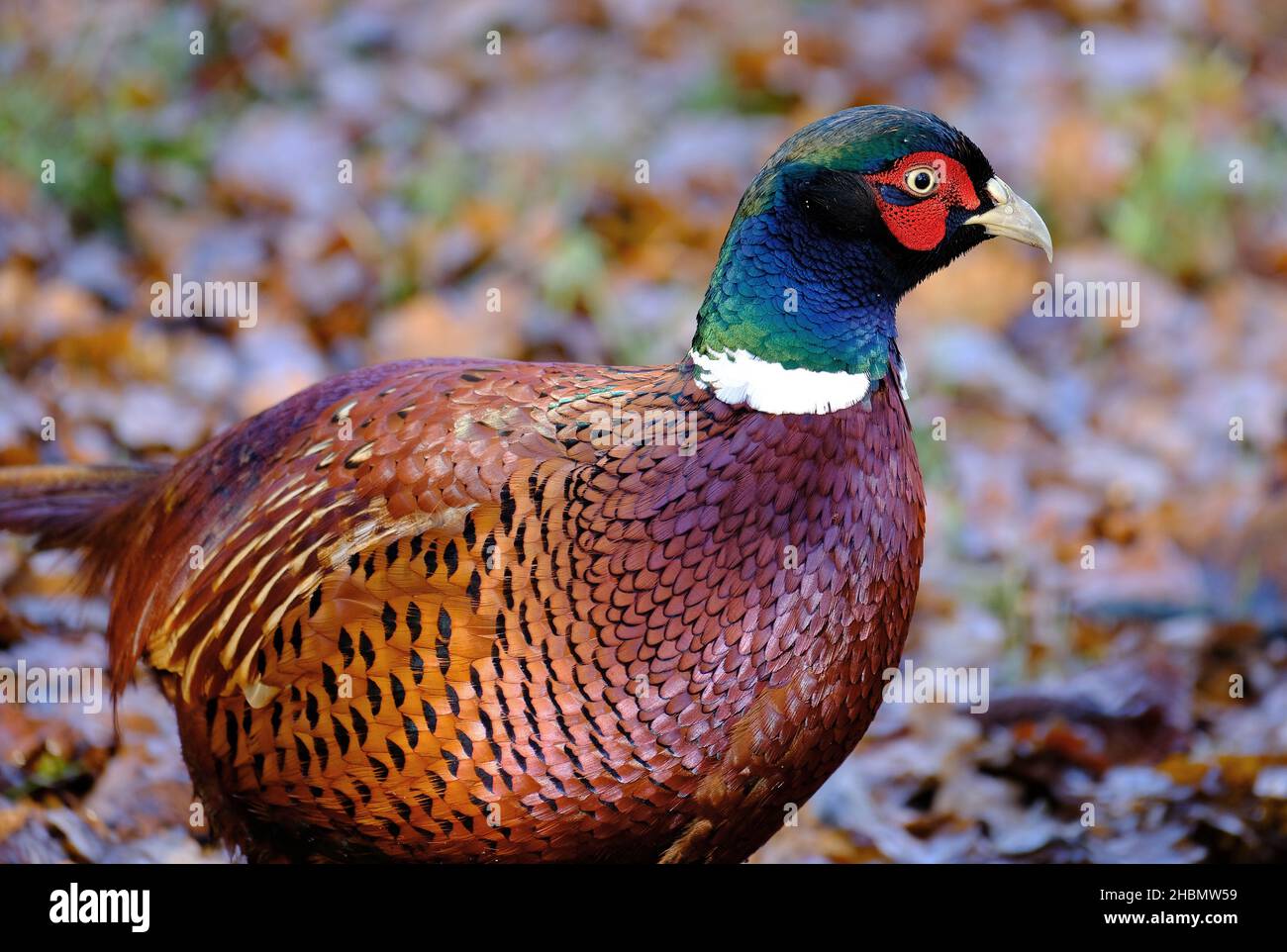 I fagiani sono uccelli di diversi generi della famiglia Phasianidae dell'ordine delle Galliformes. Foto Stock