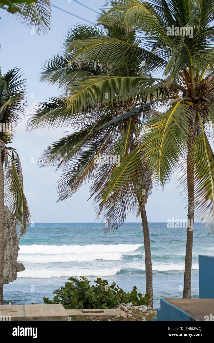 Spiaggia tropicale con una palma che ondeggiano Foto Stock