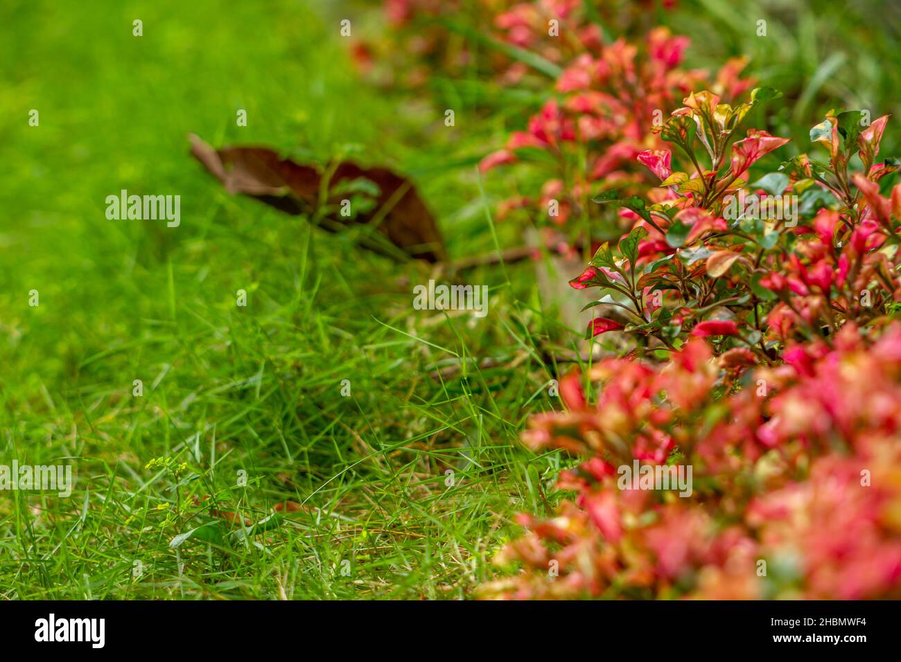 La combinazione di erba verde a foglia appuntita e erba con piccoli cerchi rossi, gialli e verdi, utilizzati per lo sfondo Foto Stock