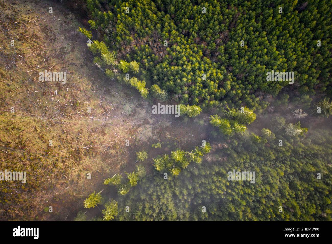 Deforestazione in boschi nel Pacifico nord-occidentale, aerea. Foto Stock