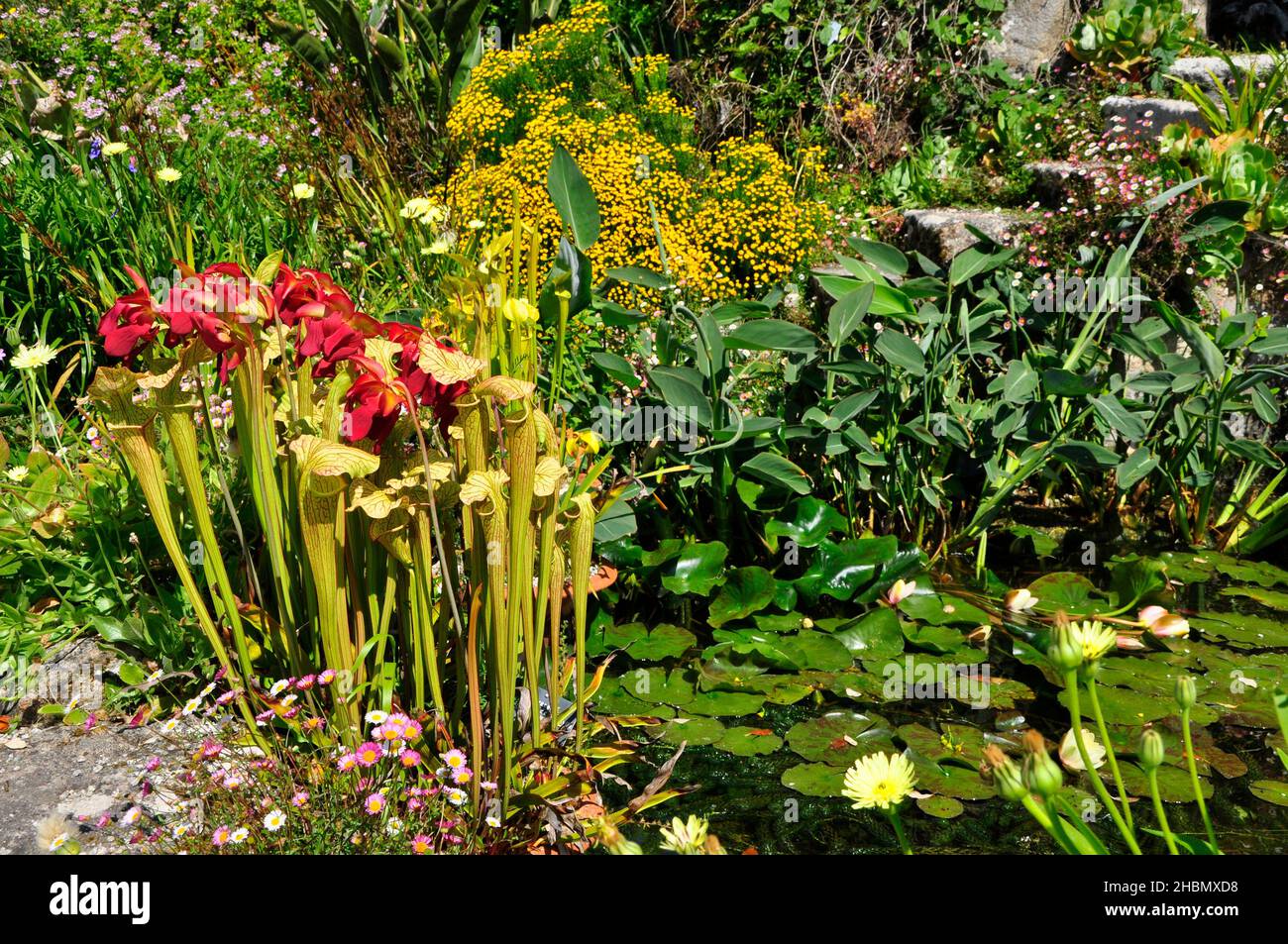 Carnivore fiorito rosso con molte altre piante ai margini di un laghetto riempito di giglio nei giardini subtropicali Abbey Gardens a Tresco su un luminoso Foto Stock