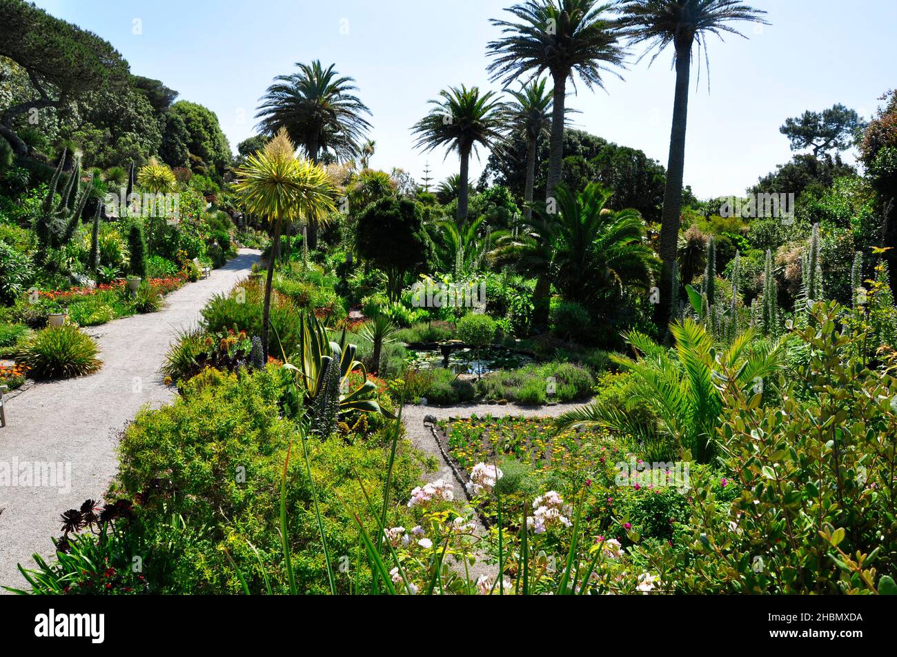 Una vista lungo una delle terrazze che mostra la varietà di fiori sub-trofici, piante arbusti e alberi nei Giardini Abbey sull'isola di Tresco in Foto Stock