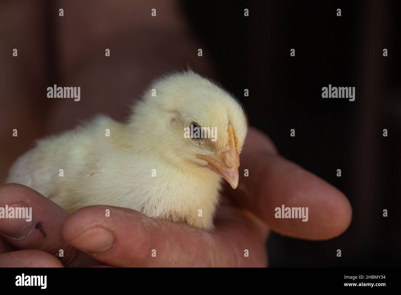 Un piccolo pollo giallo nel palmo della mano conosce il mondo Foto Stock