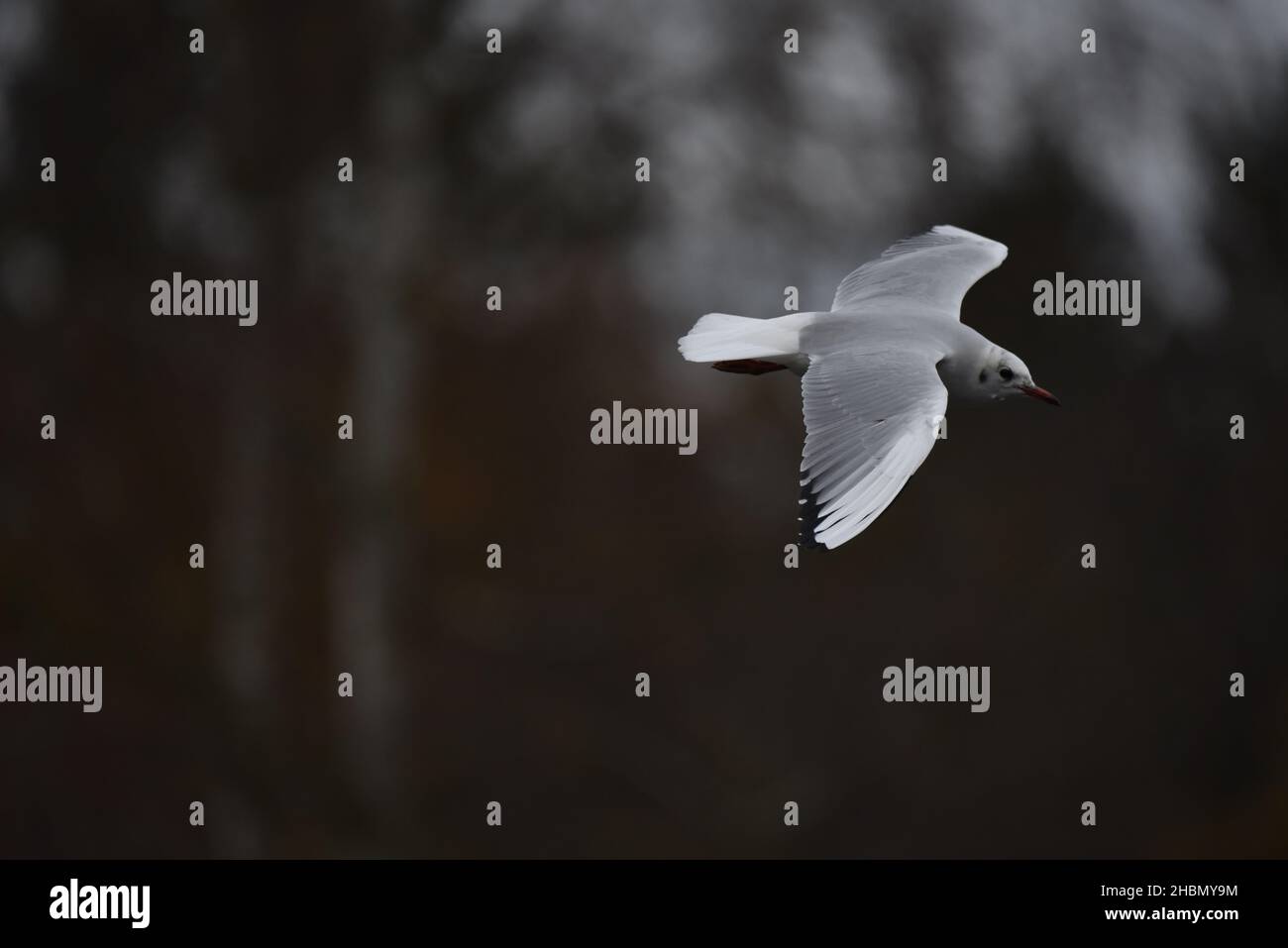 Primo piano immagine del gabbiano a testa nera (Chromicocephlalus ridibundus) in volo con ali aperte contro un oscuro sfondo bokeh nel Regno Unito nel mese di novembre Foto Stock