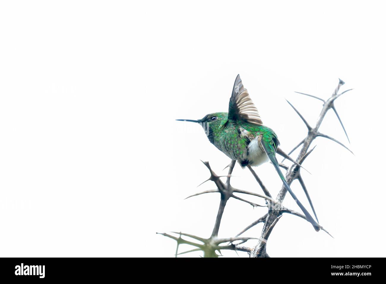 Il TRAINBEARER A CODA VERDE (LESBIA nuna), bell'esemplare di una varietà di colibrì caratteristico per avere una lunga coda, che è appollaiato sul Foto Stock