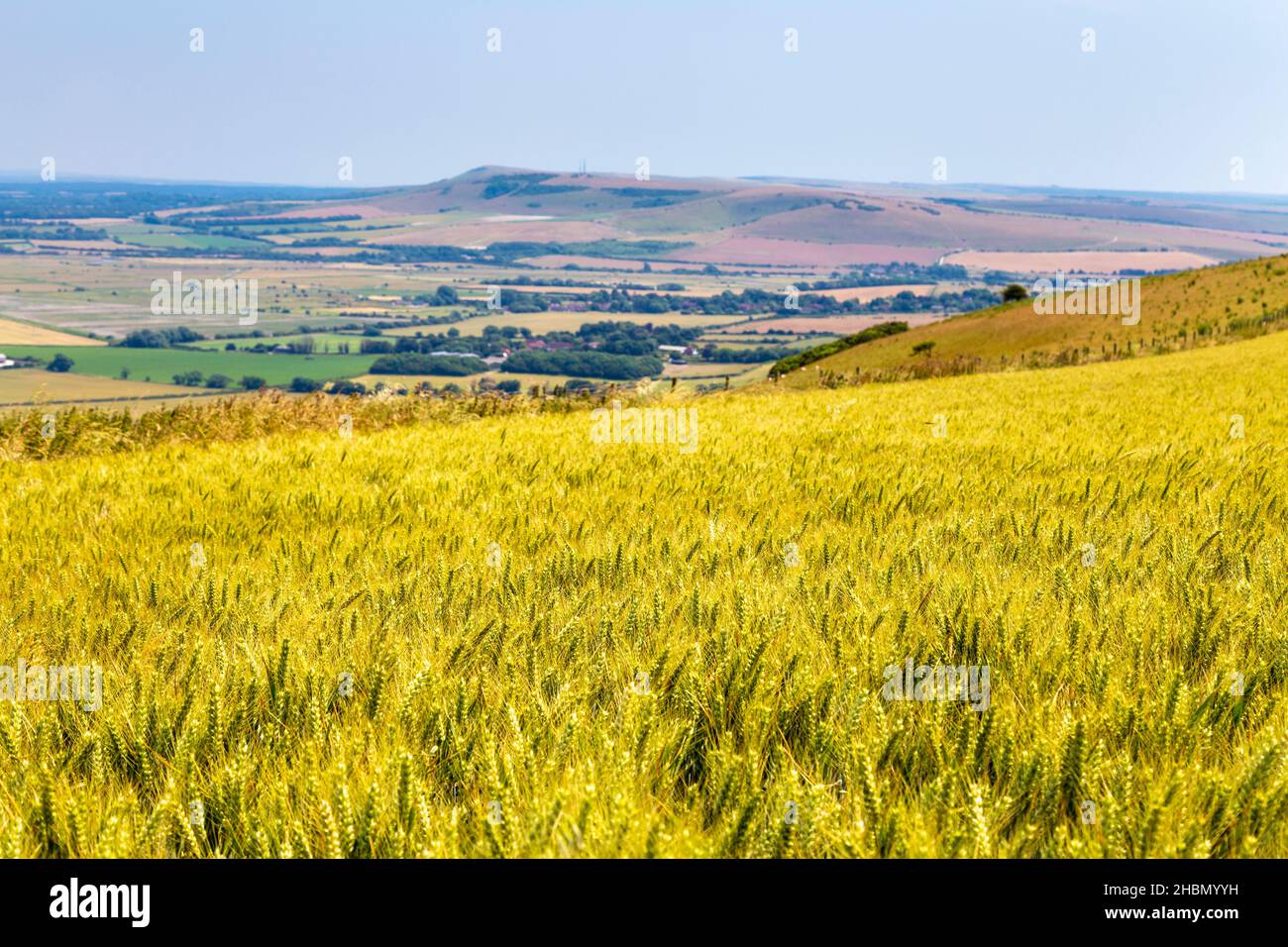 Campo di segale, colline ondulate e paesaggio di campagna lungo il South Downs Way vicino a Saltdean, East Sussex, Regno Unito Foto Stock