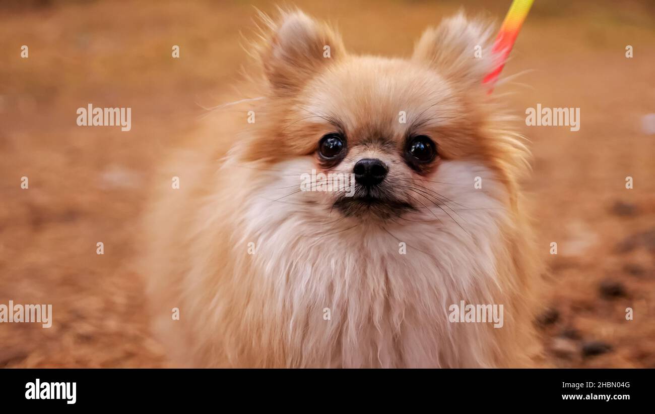 Primo piano di un mini spitz Pomerania su una passeggiata nel parco autunnale Foto Stock