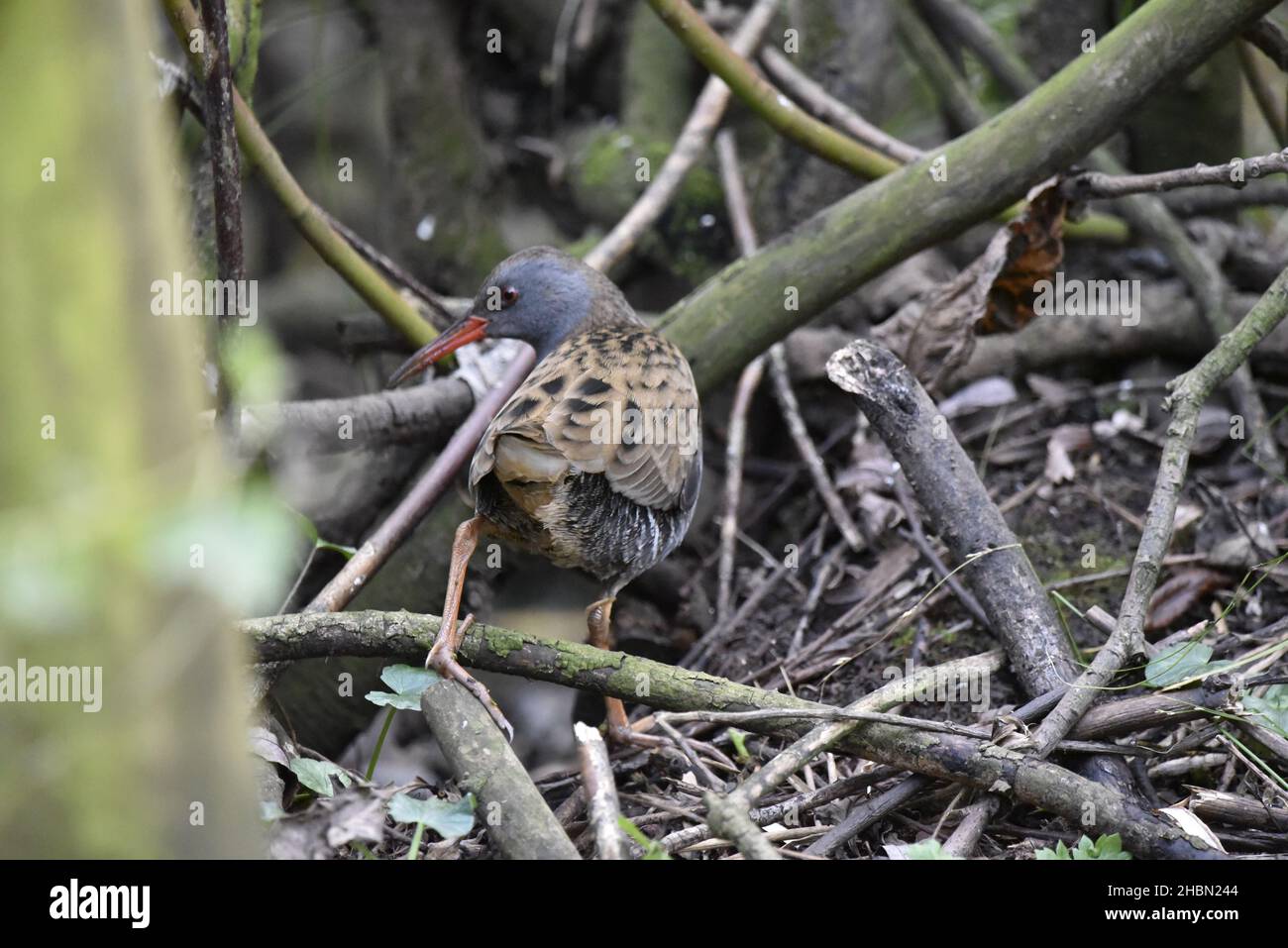 Primo piano immagine di un Water Rail (Rallus aquaticus) a piedi dalla fotocamera con la testa nel profilo sinistro, su Twigs a Water Edge nel Regno Unito, nel mese di novembre Foto Stock