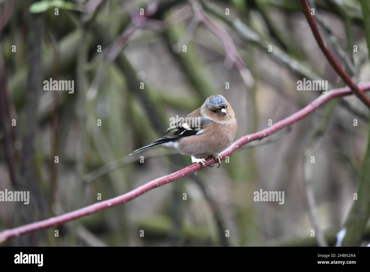 Primo piano immagine di un chiffinch comune maschio (Coelebs Fringilla) appollaiato su un singolo ramo orizzontale di dogwood rosso, a destra-profilo, Regno Unito nel mese di novembre Foto Stock