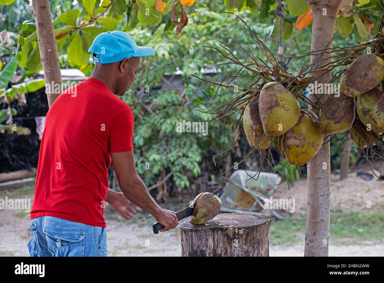 Afro-cubano fornitore di strada spaccare / aprire cocco con machete sull'isola Cuba, Caraibi Foto Stock
