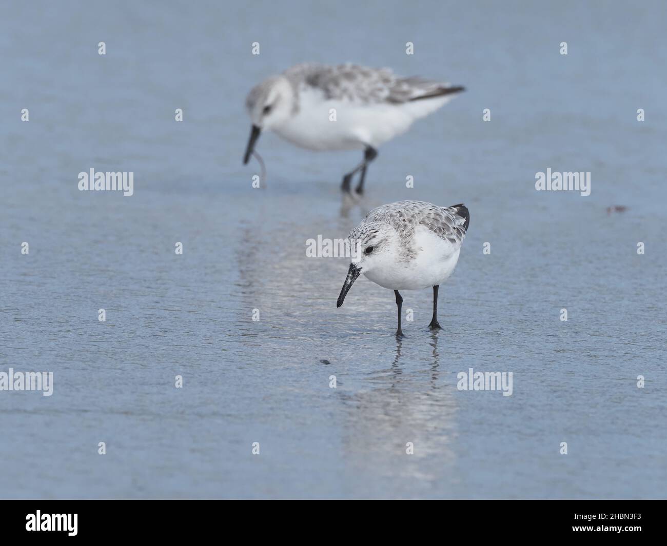 Sanderling in alimentazione tipica e diagnostica che funziona dentro e fuori con la marea. Nel mese di settembre questi uccelli sono ora in inverno - non allevamento piumaggio. Foto Stock