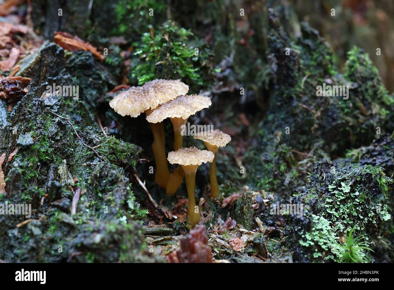 Craterellus tubaeformis (Cantharellus tubaeformis), noto come zampa gialla, fungo invernale, o tromba chanterelle, funghi commestibili selvatici provenienti dalla Finlandia Foto Stock