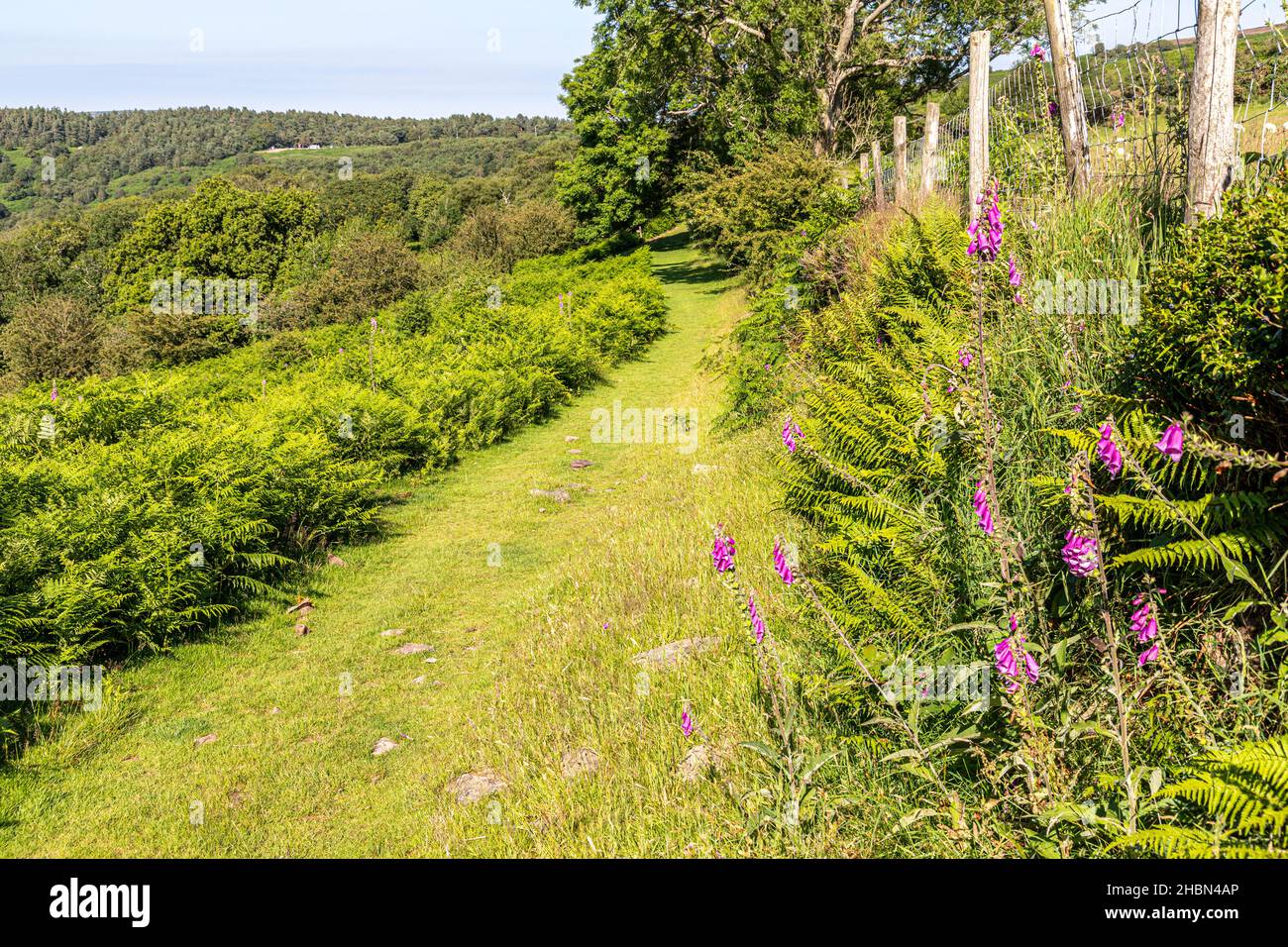 Foxguants nel mese di luglio cresce accanto a un sentiero pubblico nel Parco Nazionale Exmoor a Cloutsham, Somerset UK Foto Stock