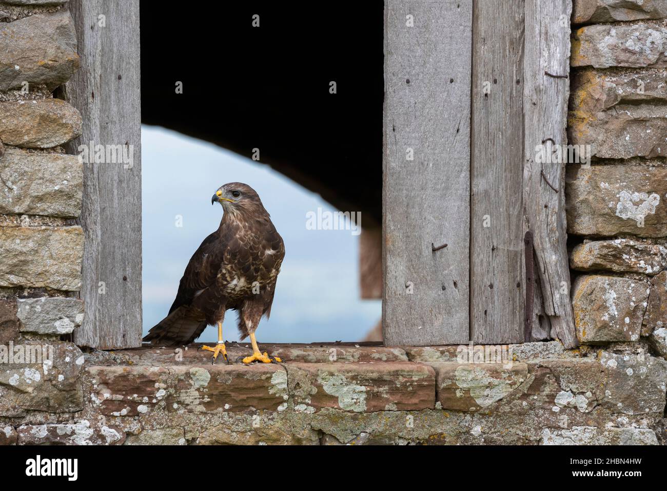 Comune buzzard (Buteo buteo)t, controllato, Cumbria, Regno Unito Foto Stock